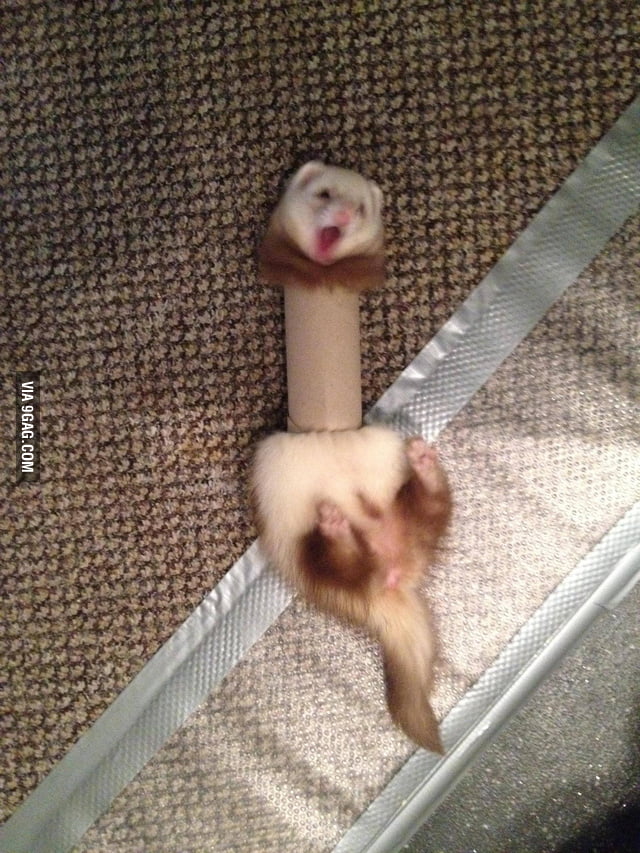 Scared ferret best sale