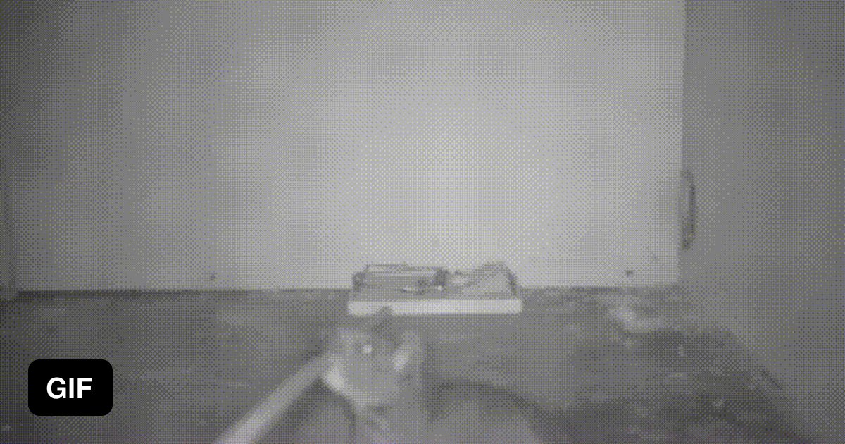 Rat uses stick to trigger trap so it can safely eat the bait 9GAG