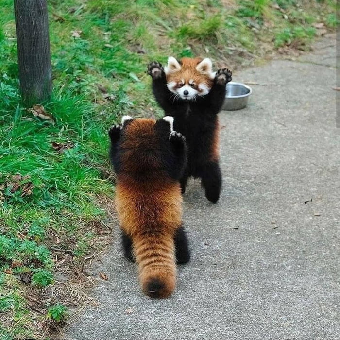 Red pandas raising their hands to scare other animals. Now you will ...