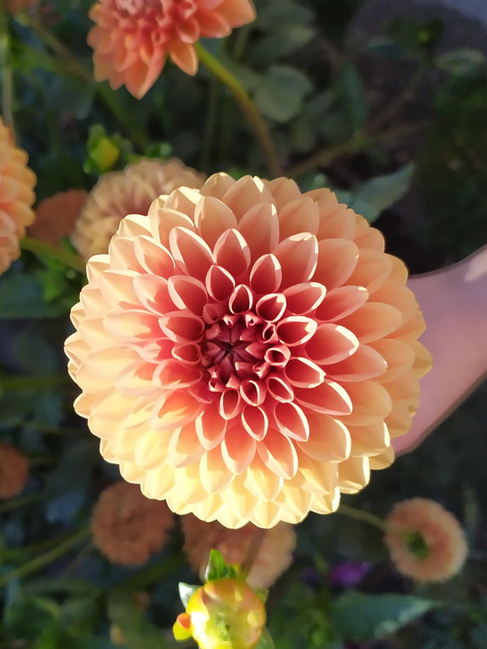 The Petals On This Flower - 9GAG