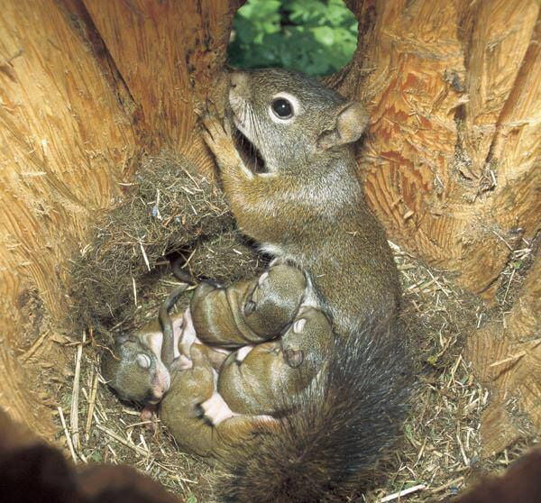 Squirrel's nest 9GAG