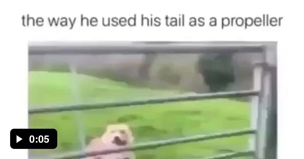 Dog uses his tail as a propeller 9GAG