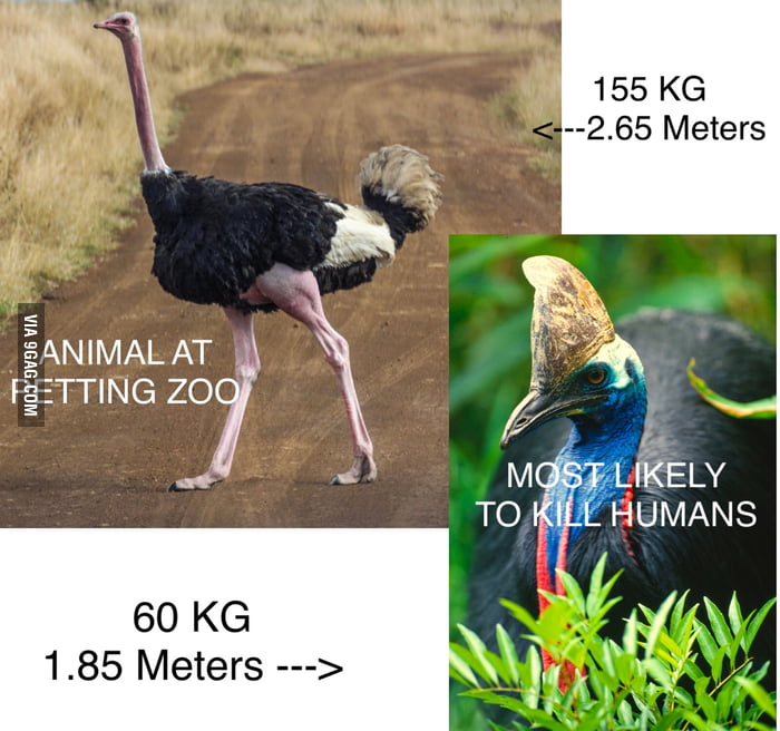 Who would win in a fight? Ostrich vs. Southern Cassowary ...