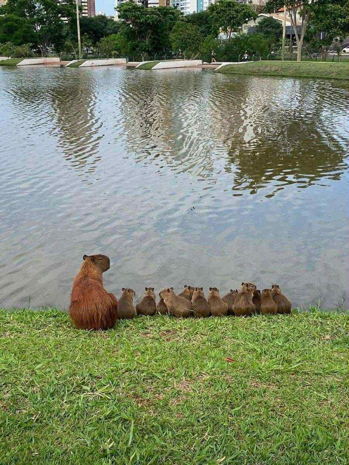 Capybara family meeting by the lake - 9GAG