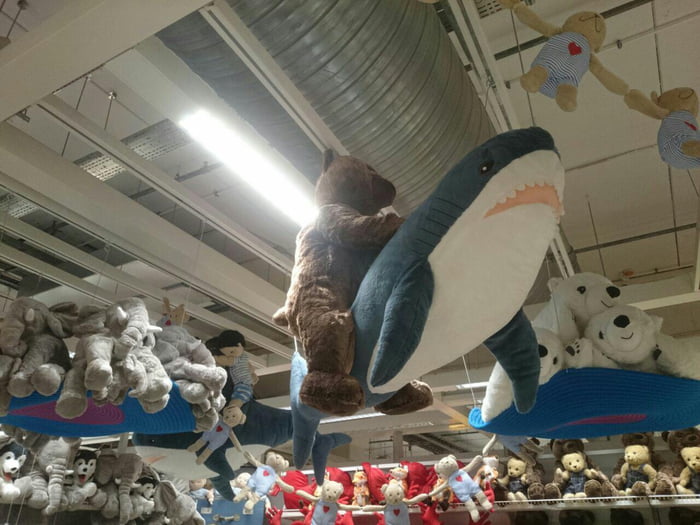 Of a teddy bear riding a shark - 9GAG