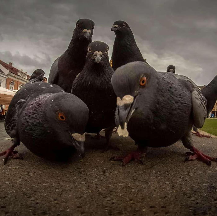 The Bread Watchers 9GAG