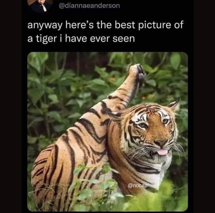 Just like a big cat - 9GAG