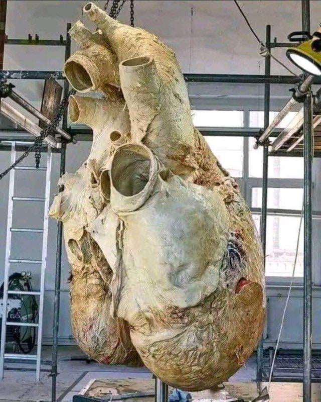 Blue whale heart. The heart is approximately 5 feet (1.5 meters) long ...