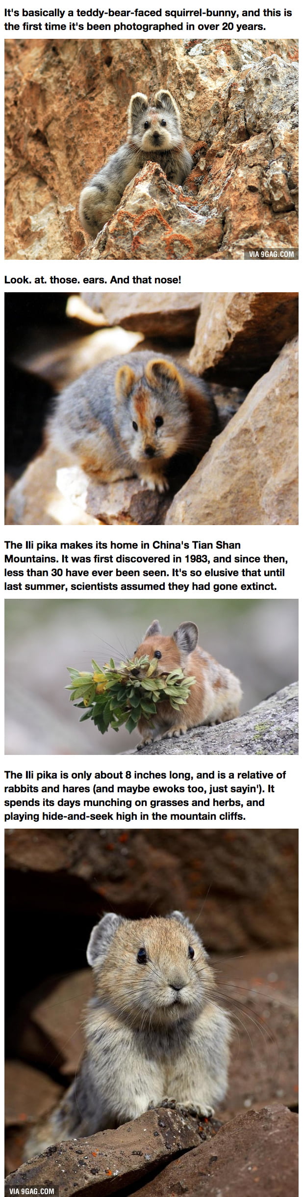 Hidden From Humans for 20 Years, This Little Cutie Is The Real-Life Teddybear You Never Knew Existed!