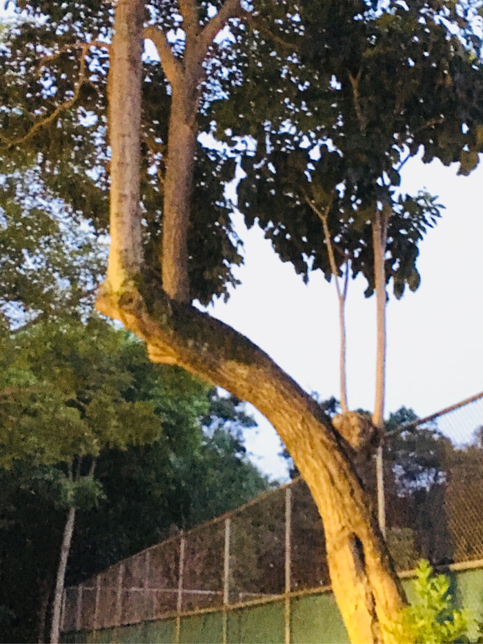 I found some trees growing on top of another tree 9GAG