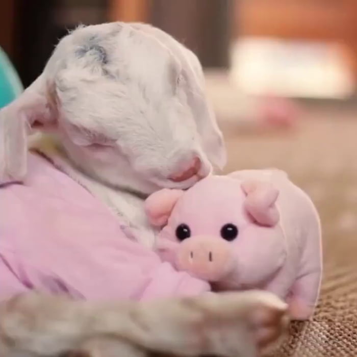 giant piglet teddy