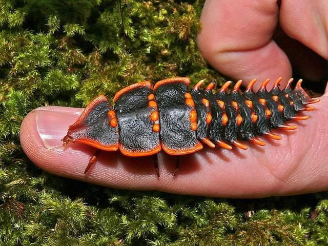 This little fella is called a Trilobite Bug, named after the trilobites ...