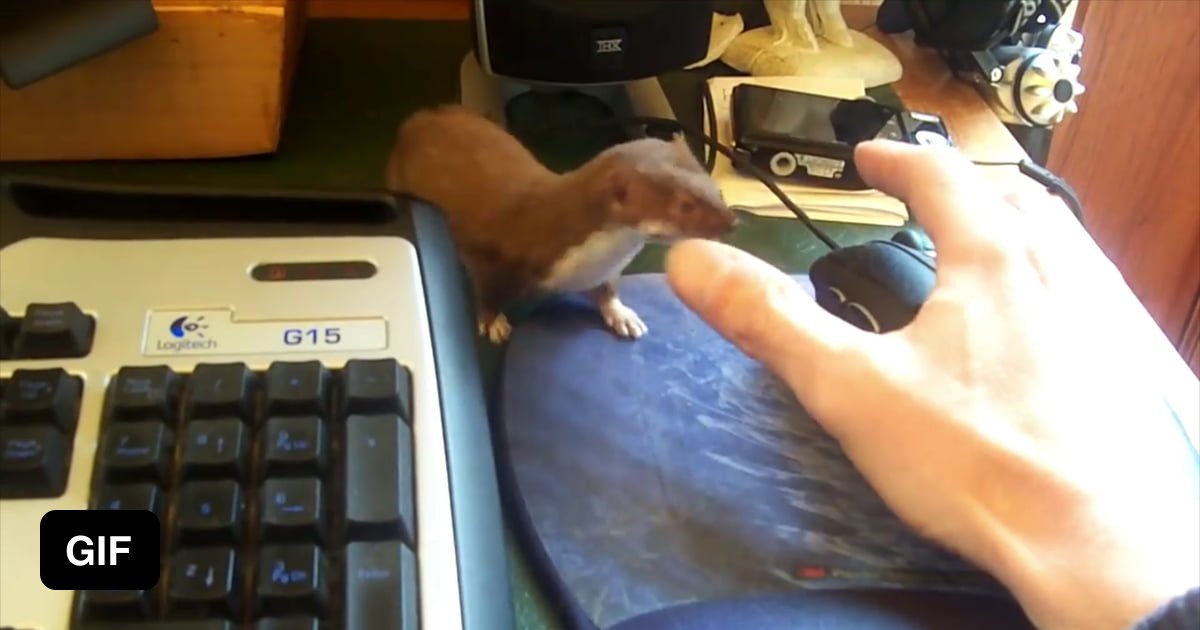 Adorable desk weasel 9GAG