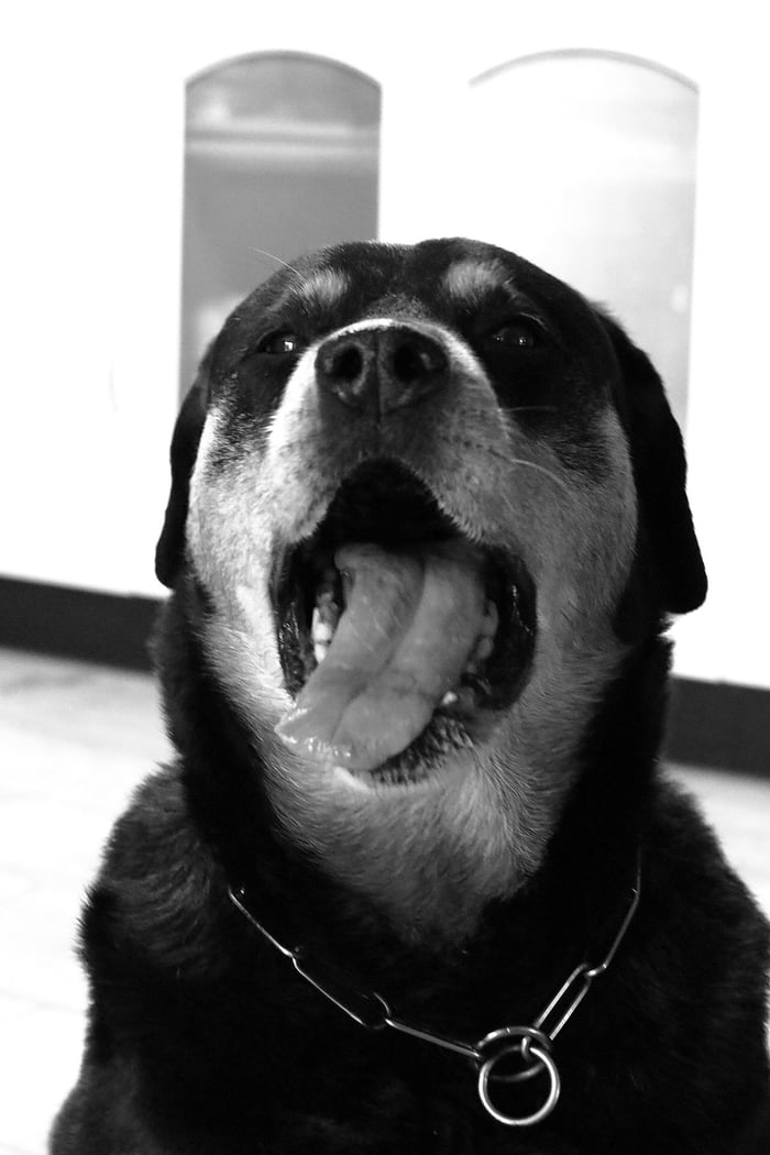 This is my pooch Cali whom I adopted from a shelter 6 years ago (her ...