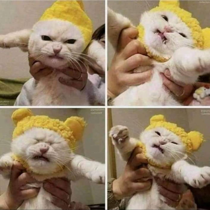 knitted hats for cats