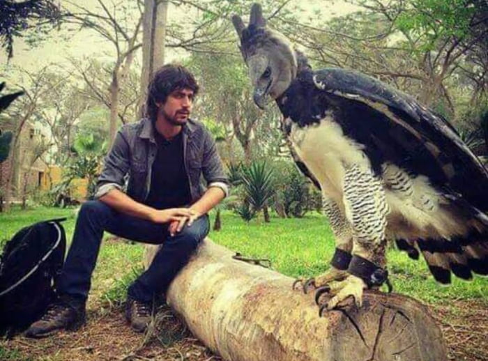 A mythical harpy eagle next to a human - 9GAG