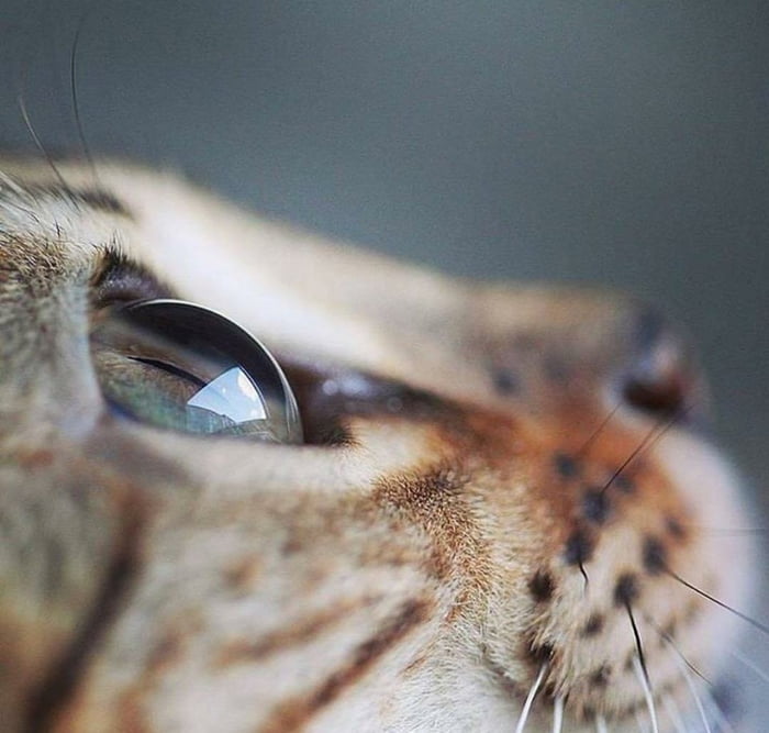 Cat's eye from upclose in high definition. 9GAG