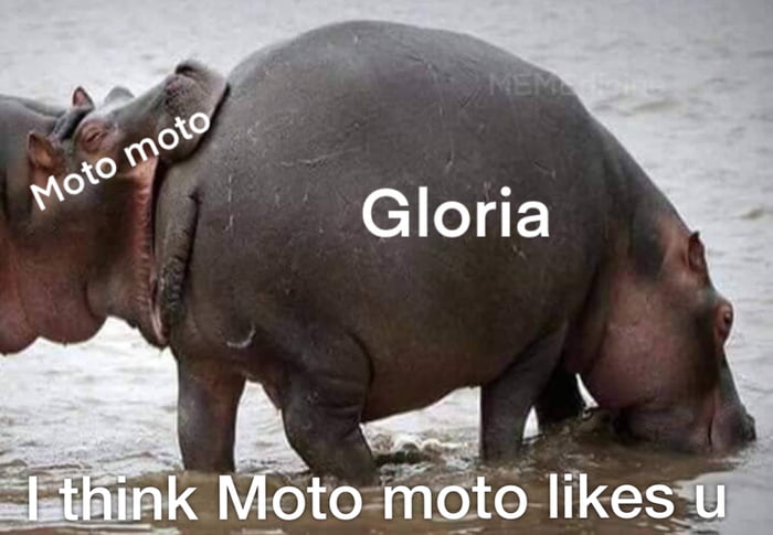 44 Moto Moto ideas  memes, funny memes, baby hippo