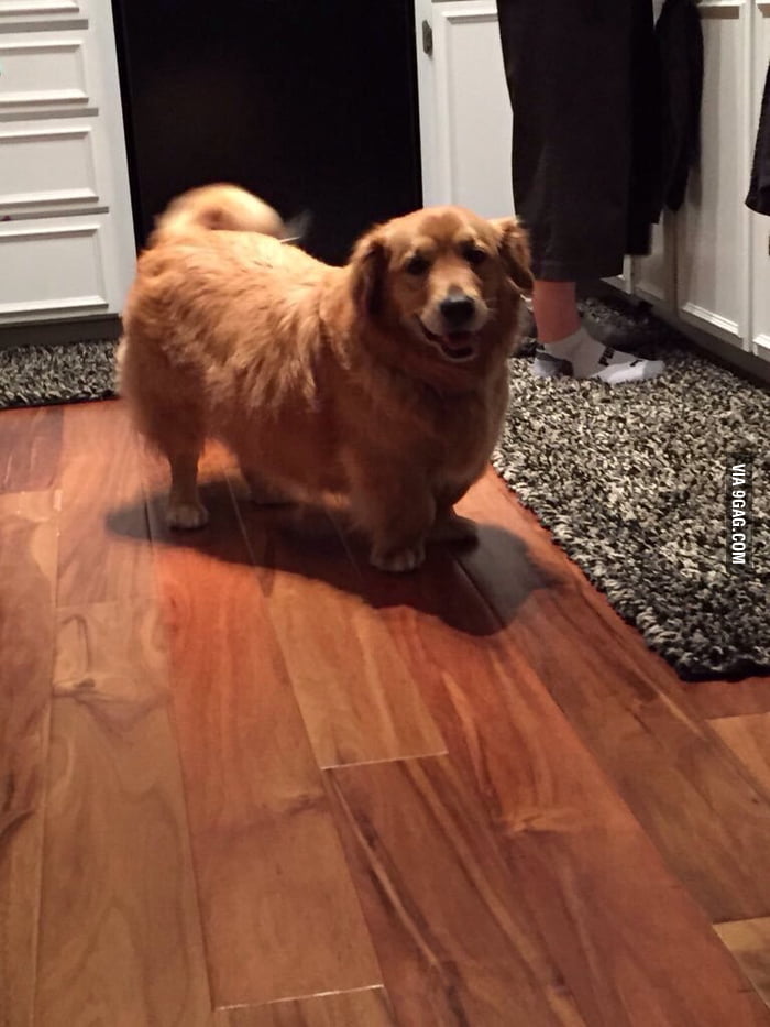 Golden Retriever Corgi 9gag