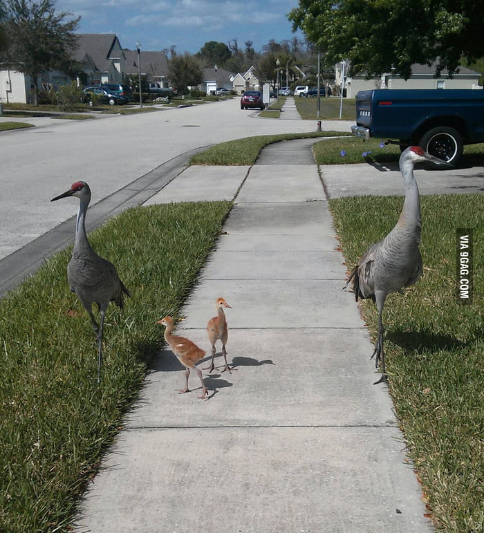 Baby sandhill cranes with parents I came across in my neighborhood ...