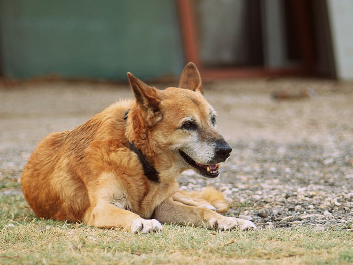 Today I buried a friend. She was 11 years old and a very good girl. Run ...