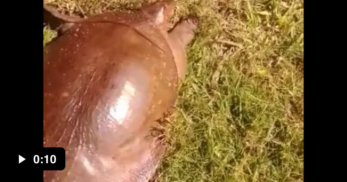 Fast Turtle - 9GAG