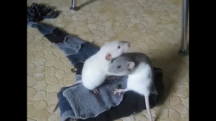 Rats hugging - 9GAG
