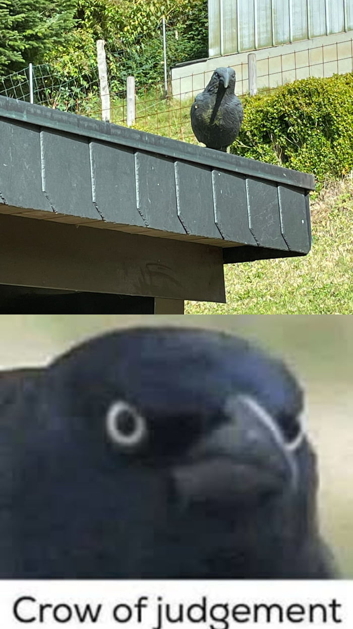 My grandparents installed a plastic crow to scare away other birds. And