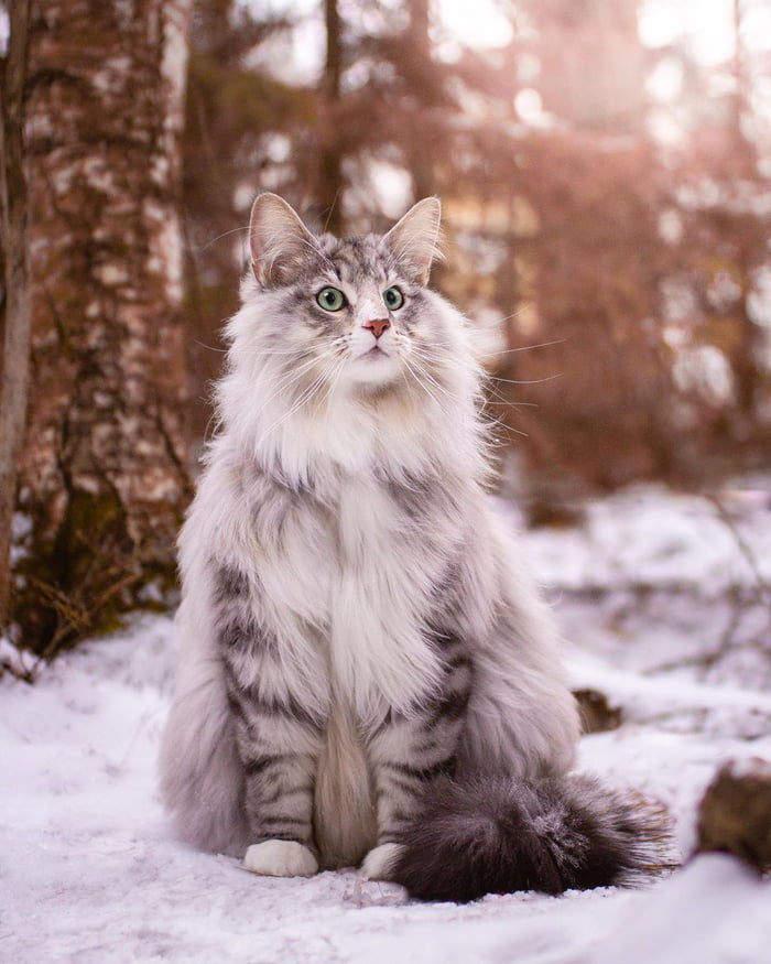 Maine Coons are so majestic - 9GAG