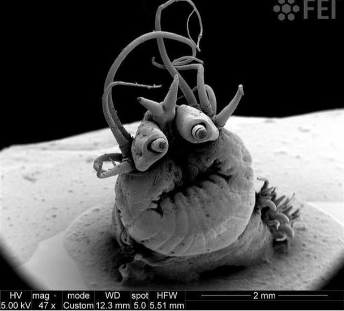 Nereis Sandersi, a species of sandworm under a microscope - 9GAG