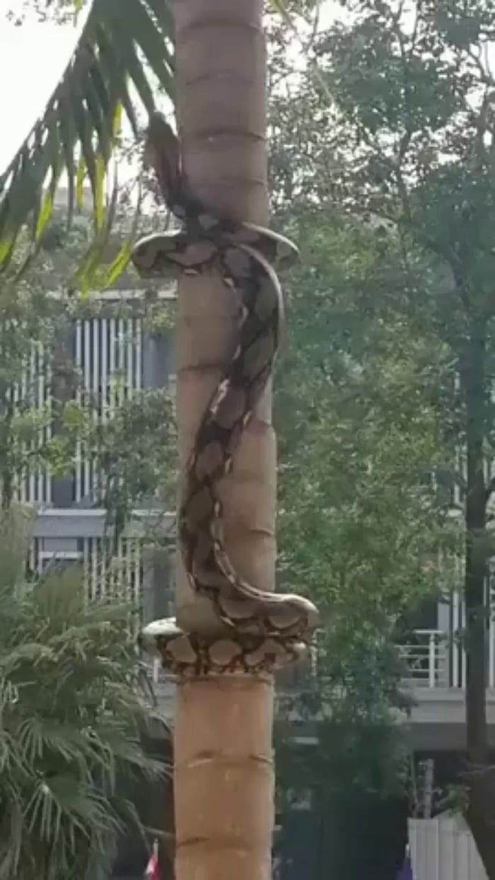 How Snakes Climb Trees 9GAG
