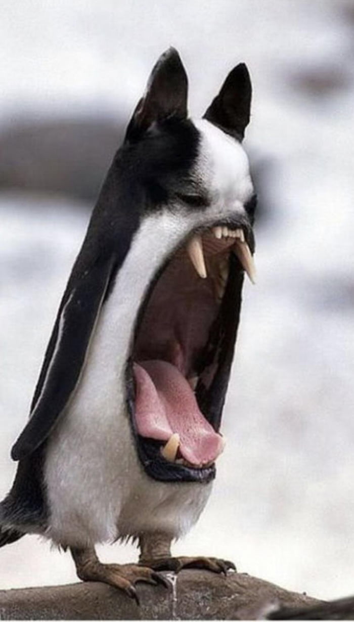 Birg the screamer, each round screams does 30 dog to all party members