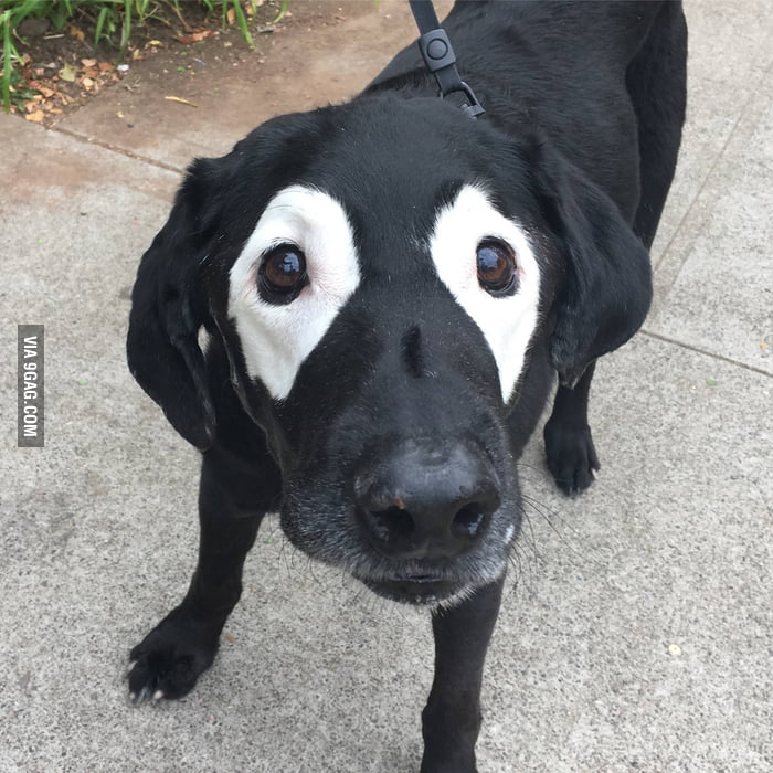 I Met A 14 Year Old Lab With Vitiligo This Morning 9gag