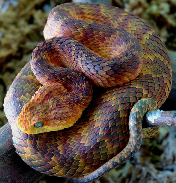 This is in my opinion the most beautiful reptile (Atheris squamigera) - 9GAG