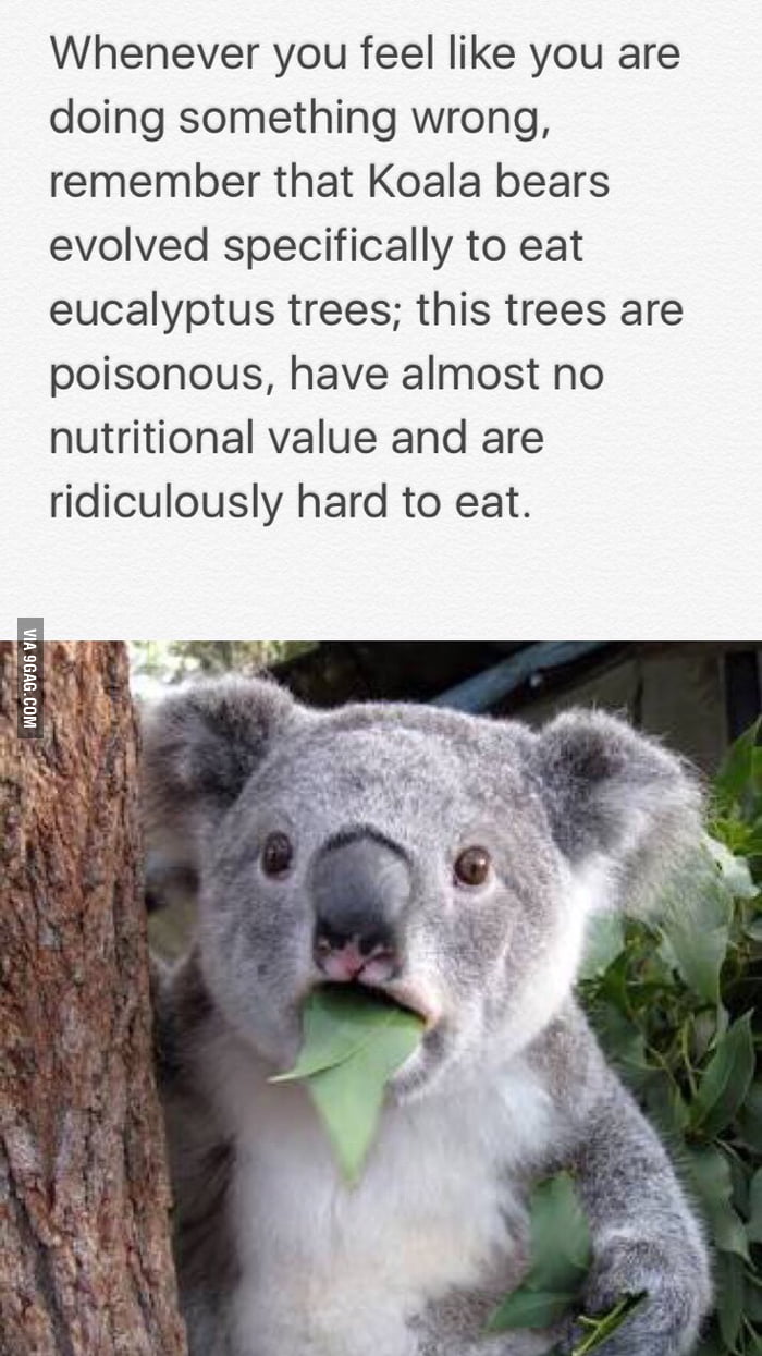 Koalas also have the smallest brainbody mass rate among mammals. Not