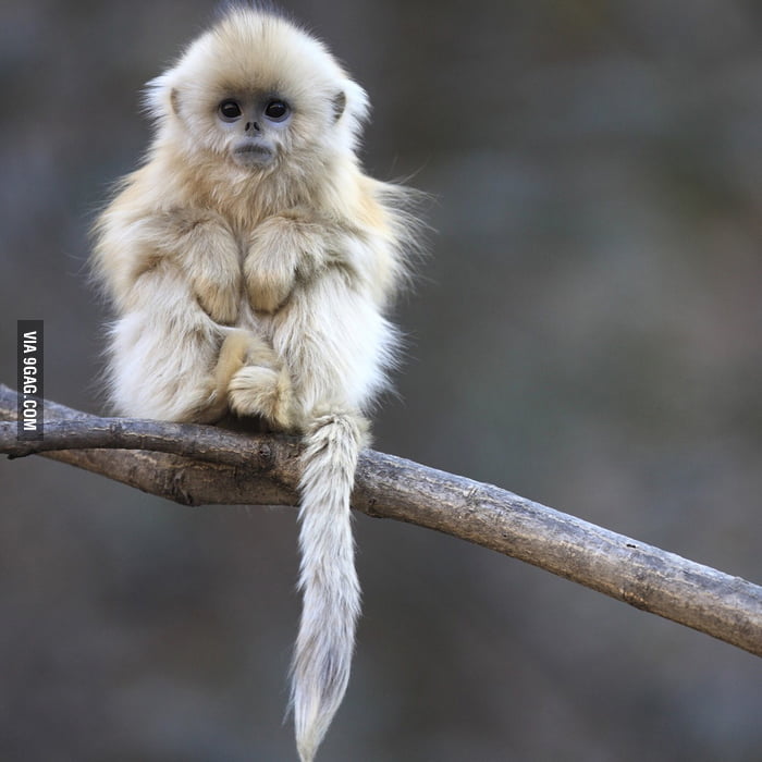 A Chinese snub-nosed monkey (only 2000 left in the wild) - 9GAG