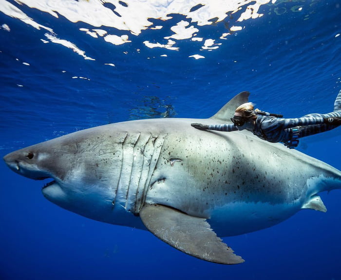 Photographs Of What s Believed To Be The Largest Great White Shark Ever 