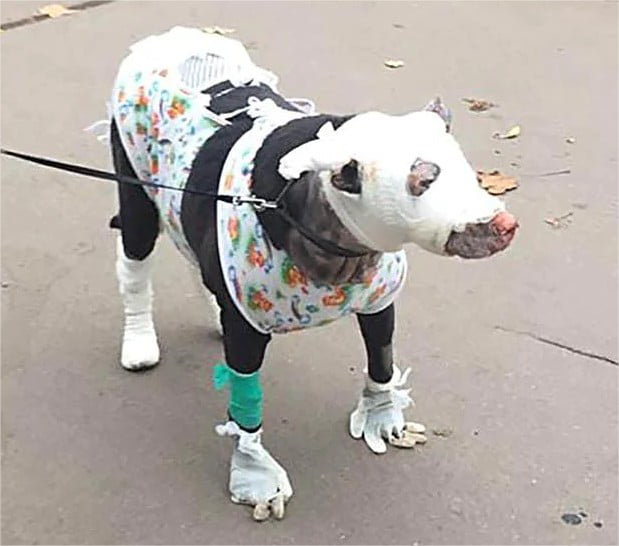 Pregnant dog Matilda saves four from hospice fire in Leningrad, Russia ...