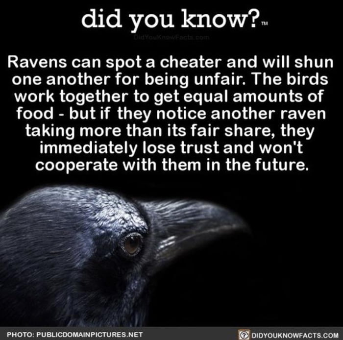 Cooperative Ravens 9GAG
