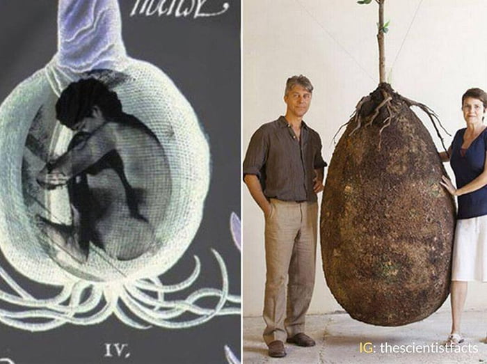 These organic burial pods will turn your body into a tree after you die