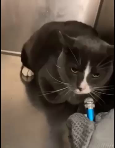 cat sounds like coughing