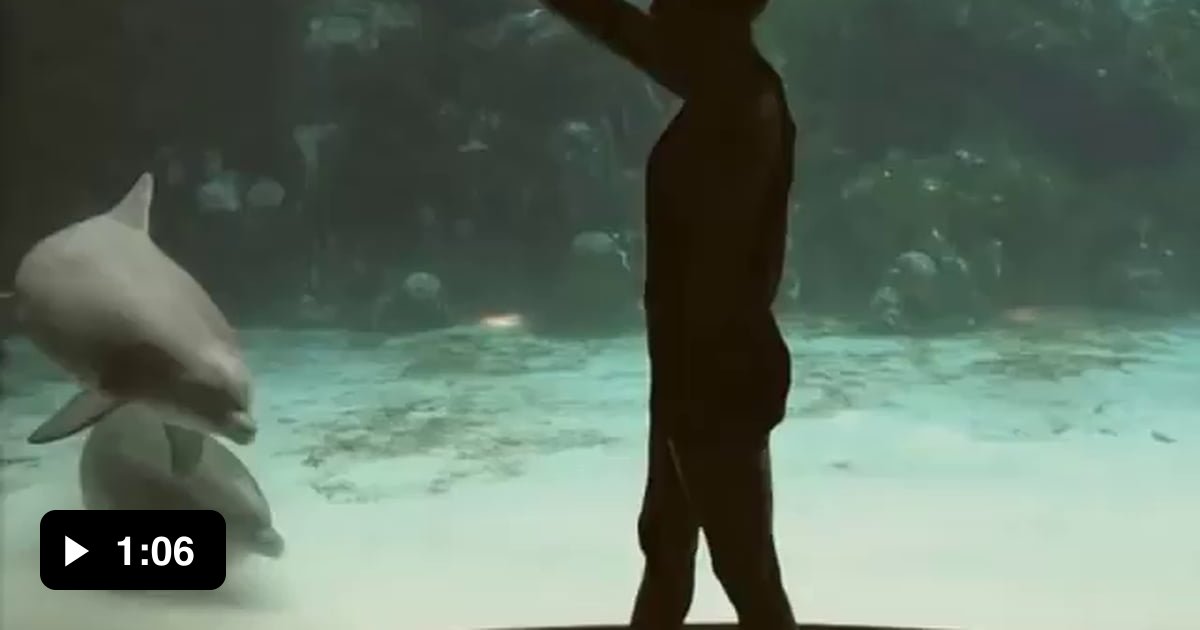 Girl makes captive dolphin laugh 9GAG