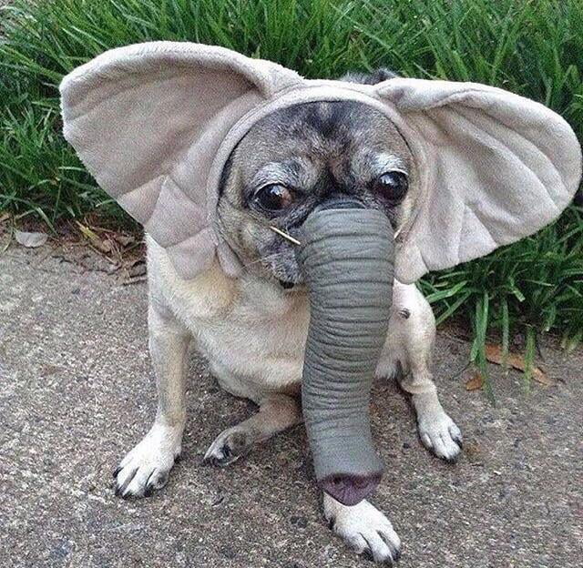 A wild T R U N K B O Y E has been spotted! - 9GAG
