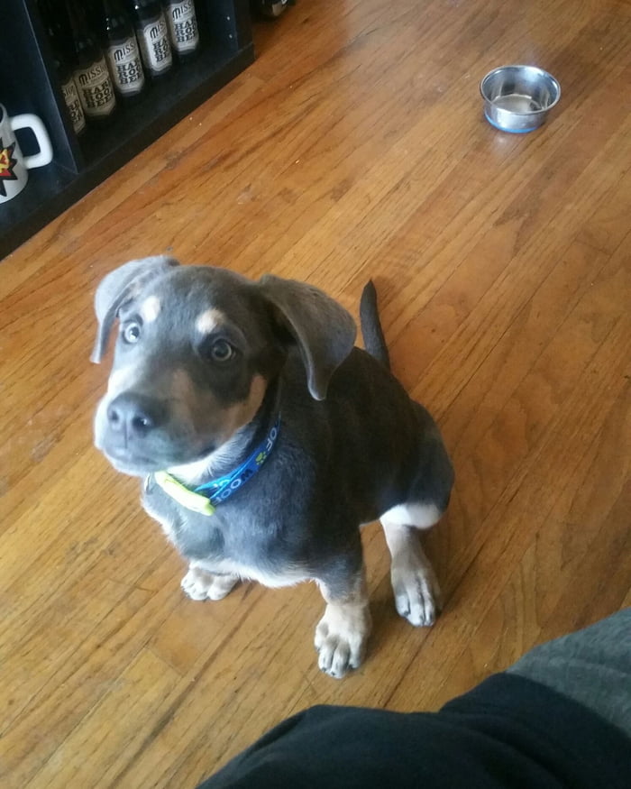 doberman husky puppies