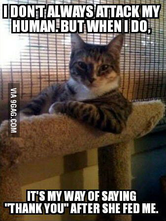 My cat hates me... - 9GAG