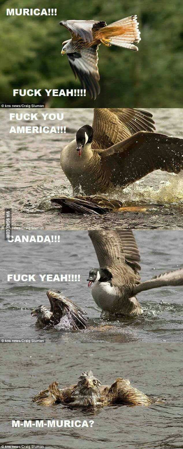 canada goose 9gag canada goose 9gag