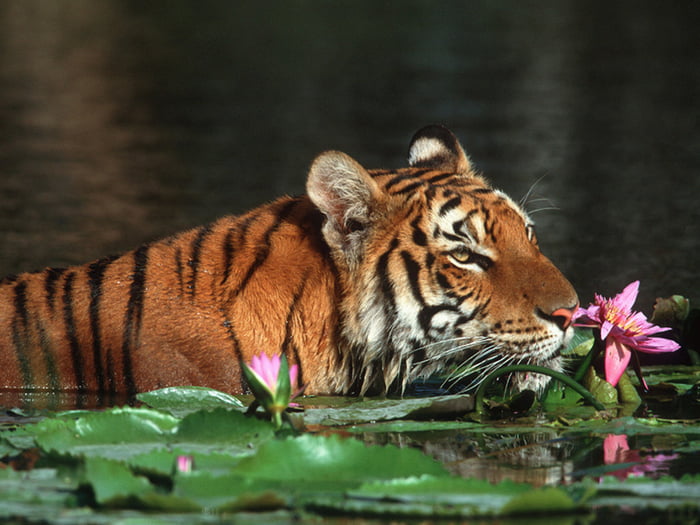 The Royal Bengal Tiger. National animal of Bangladesh. - 9GAG