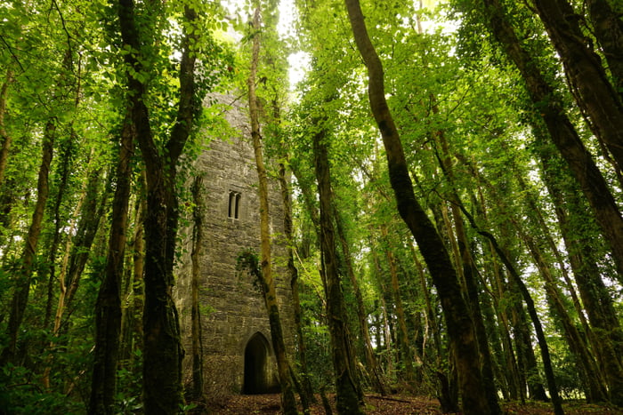 Ard na Gaoithe Woods