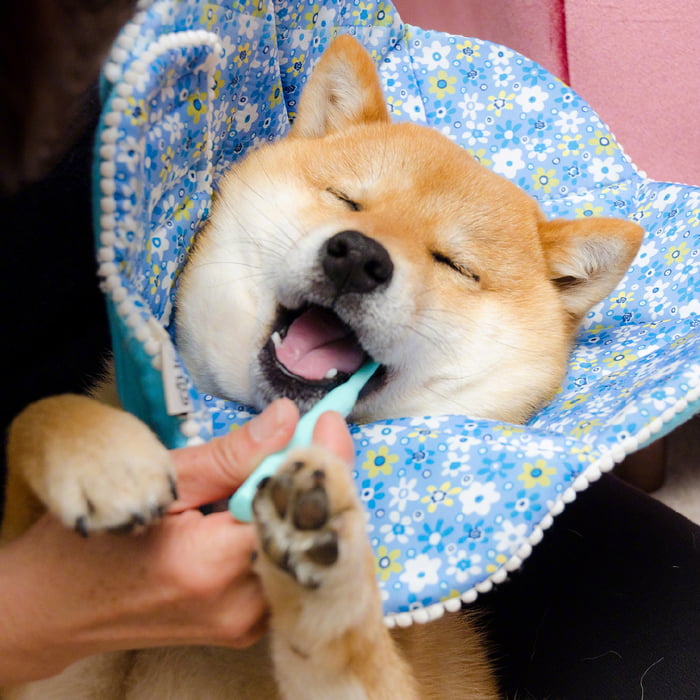 shiba brush