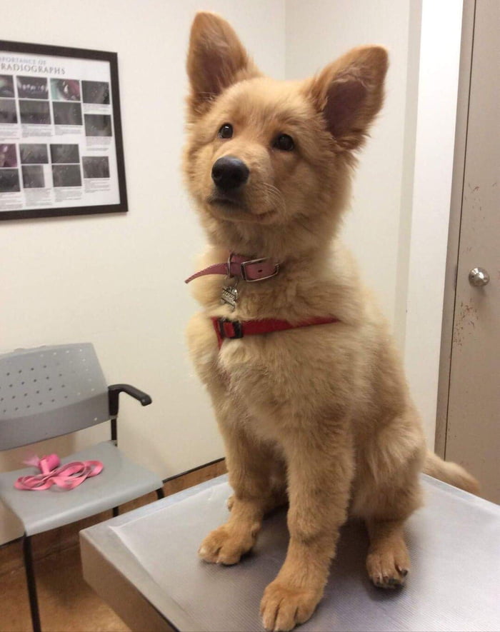 German Retriever And Golden Shepard Mix What Do You Think 9GAG   ArgzE37 700b 